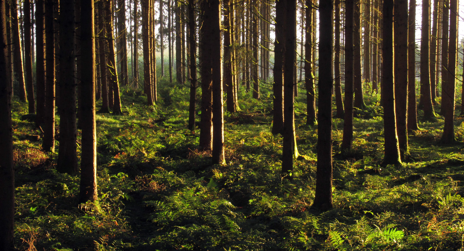 Goldene Stimmung im herbstlichen Pilzwald