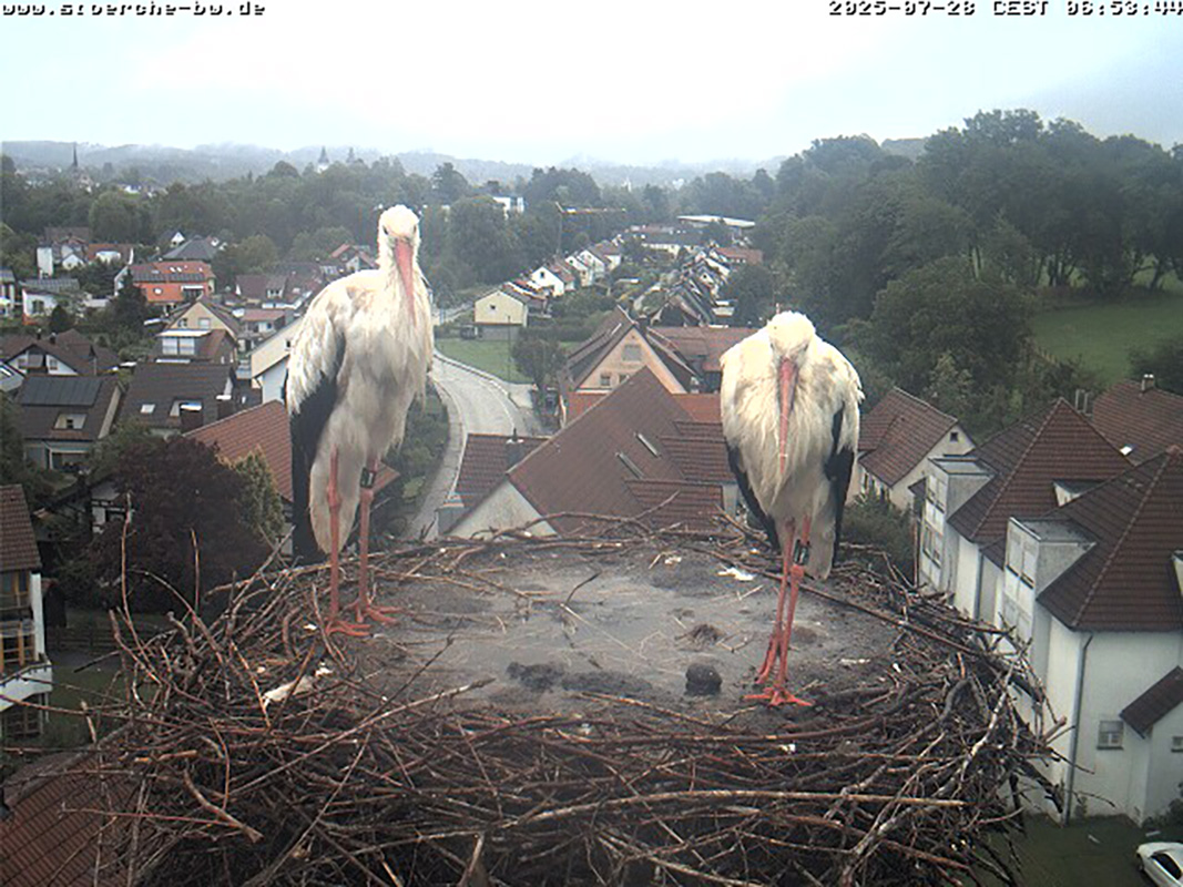 Storchennest web